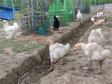 四川蘭妹子|四川蘭妹子肉兔養殖場 